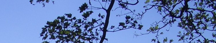 Sky through Tree, 12PC04, Jersey, 2004
