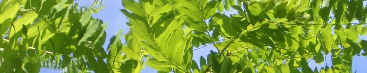 Tree by our flat, London, 2004